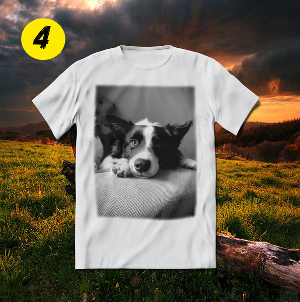 Maglia Border Collie